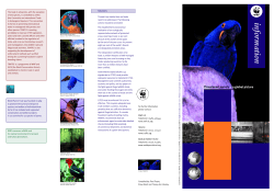 Threatened parrots - a global picture