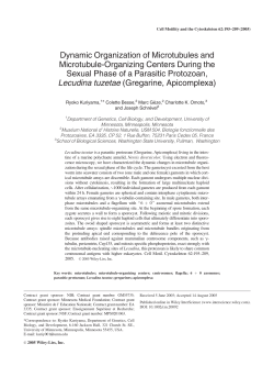 Dynamic organization of microtubules and microtubule