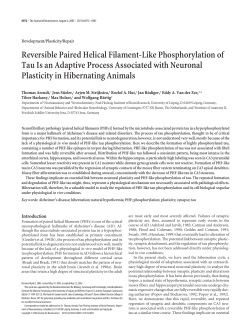 Reversible Paired Helical Filament-Like Phosphorylation of Tau Is