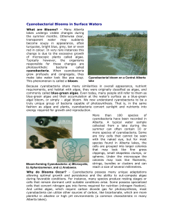 Cyanobacterial Blooms in Surface Waters