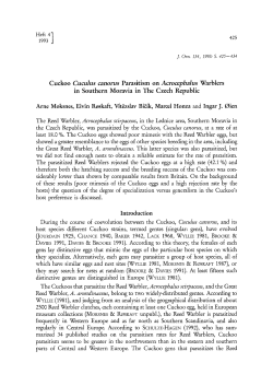 Cuckoo Cuclus canorus </Emphasis