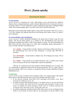Khair (Acacia catechu) - ENVIS Centre on Forestry