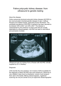 Feline polycystic kidney disease