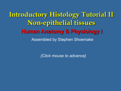 Connective tissue proper