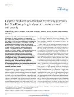 Flippase-mediated phospholipid asymmetry promotes fast Cdc42