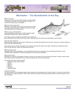 Menhaden &ndash; The Breadbasket of the Bay