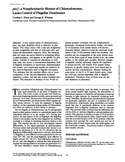ptxl, a Nonphototactic Mutant of Chlamydomonas, Lacks Control of