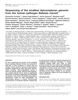 Sequencing of the smallest Apicomplexan
