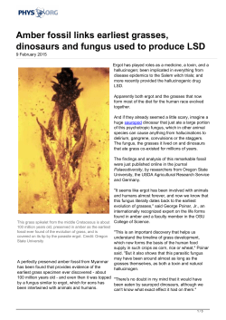 Amber fossil links earliest grasses, dinosaurs and fungus