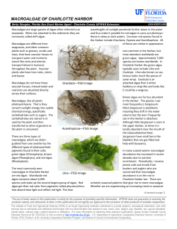 macroalgae of charlotte harbor - Charlotte County Extension Service