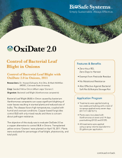 Control of Bacterial Leaf Blight in Onions