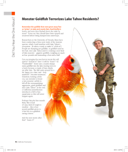 Monster Goldfish Terrorizes Lake Tahoe Residents?