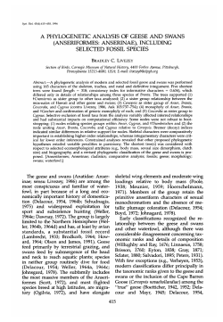 a phylogenetic analysis of geese and swans