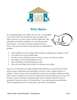 Kitty Basics - Mount Tabor Animal Hospital
