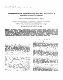 Scanning transmission electron m croscopy study of the molecular