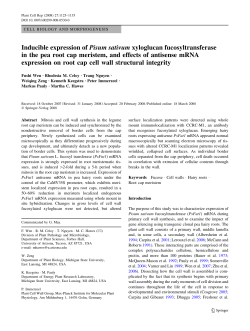 Inducible expression of Pisum sativum xyloglucan
