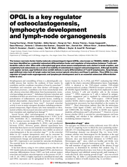 OPGL is a key regulator of osteoclastogenesis, lymphocyte