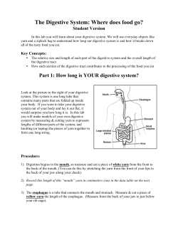 The Digestive System: Where does food go? Student Version