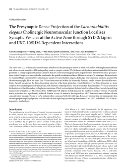The Presynaptic Dense Projection of theCaenorhabiditis