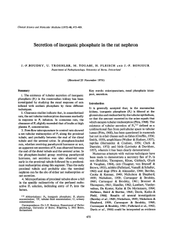 Secretion of Inorganic Phosphate in the Rat Nephron
