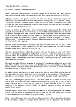 Tasty strawberries for containers