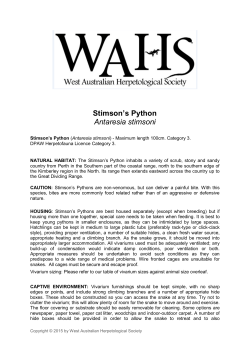 Stimson`s Python Antaresia stimsoni