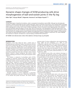 Dynamic shape changes of ECM-producing cells