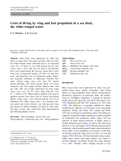 Costs of diving by wing and foot propulsion in a sea duck, the white