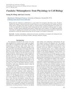 Fundulus Melanophores: from Physiology to Cell Biology