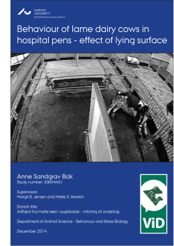 Behaviour of lame dairy cows in hospital pens - effect of