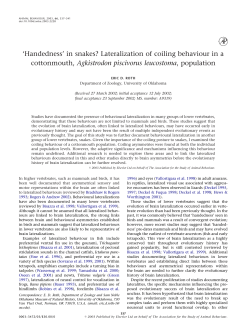 Handedness` in snakes? Lateralization of coiling