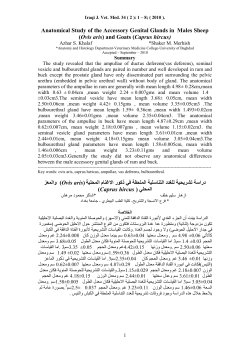 Anatomical Study of the Accessory Genital Glands in Males Sheep