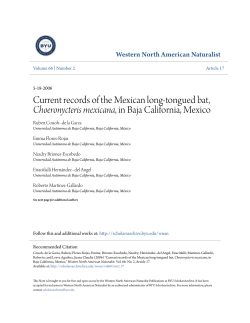 Current records of the Mexican long