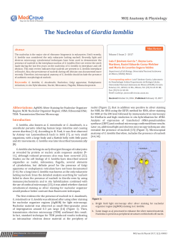 The Nucleolus of Giardia lamblia
