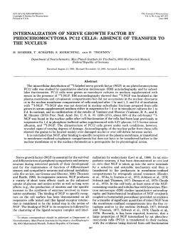 internalization of nerve growth factor by pheochromocytoma pc12