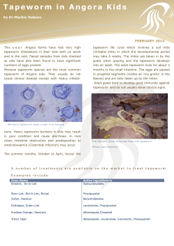 Tapeworm in Angora Kids