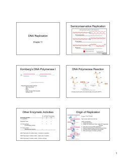 DNA Replication