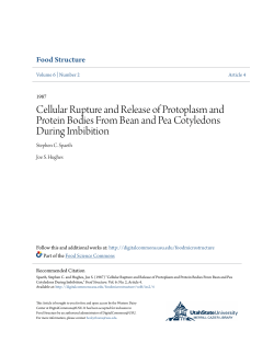 Cellular Rupture and Release of Protoplasm and Protein Bodies