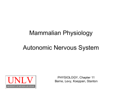 Autonomic Nervous System - University of Nevada, Las Vegas