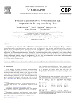 Br&uuml;nnich`s guillemots (Uria lomvia) maintain high temperature in the