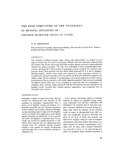 the fine structure of the nucleolus in mitotic