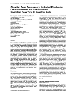 Circadian Gene Expression in Individual Fibroblasts: Cell