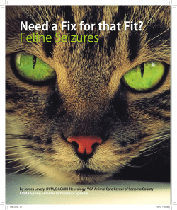 Need a Fix for that Fit? Feline Seizures