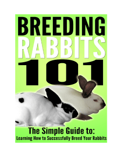 Breeding Rabbits 101