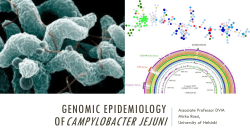 Genomic epidemiology of Campylobacter jejuni