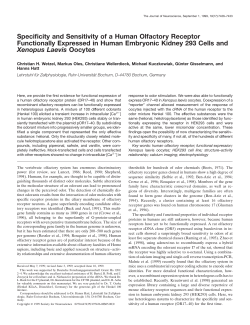 Specificity and Sensitivity of a Human Olfactory Receptor