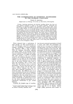 the coordination of potential pacemakers in the hydroid tubularia