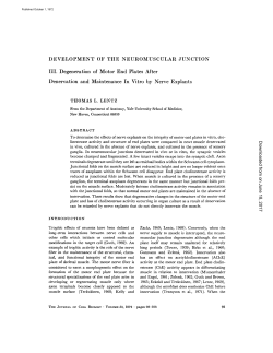 DEVELOPMENT OF THE NEUROMUSCULAR JUNCTION III