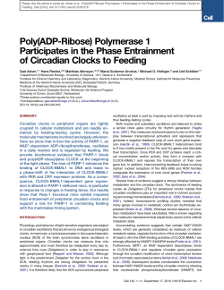 Poly(ADP-Ribose) Polymerase 1 Participates in the Phase
