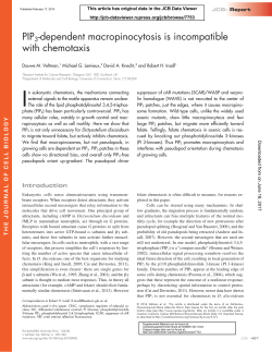 PIP3-dependent macropinocytosis is incompatible with chemotaxis